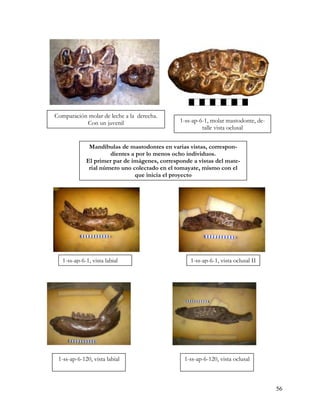 Comparación molar de leche a la derecha.
           Con un juvenil                      1-ss-ap-6-1, molar mastodonte, de-
                                                        talle vista oclusal


              Mandíbulas de mastodontes en varias vistas, correspon-
                      dientes a por lo menos ocho individuos.
             El primer par de imágenes, corresponde a vistas del mate-
              rial número uno colectado en el tomayate, mismo con el
                               que inicia el proyecto




   1-ss-ap-6-1, vista labial                       1-ss-ap-6-1, vista oclusal II




 1-ss-ap-6-120, vista labial                     1-ss-ap-6-120, vista oclusal



                                                                                    56
 