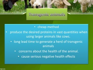 • cheap method
• produce the desired proteins in vast quantities when
using larger animals like cows.
• long lead time to generate a herd of transgenic
animals
• concerns about the health of the animal.
• cause serious negative health effects

 