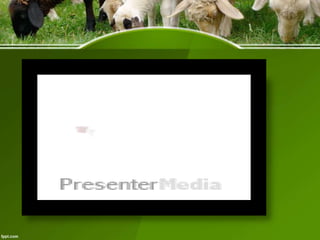 Recombinant therapeutic proteins