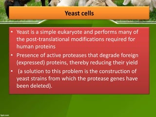 Yeast cells
• Yeast is a simple eukaryote and performs many of
the post-translational modifications required for
human proteins
• Presence of active proteases that degrade foreign
(expressed) proteins, thereby reducing their yield
• (a solution to this problem is the construction of
yeast strains from which the protease genes have
been deleted).

 