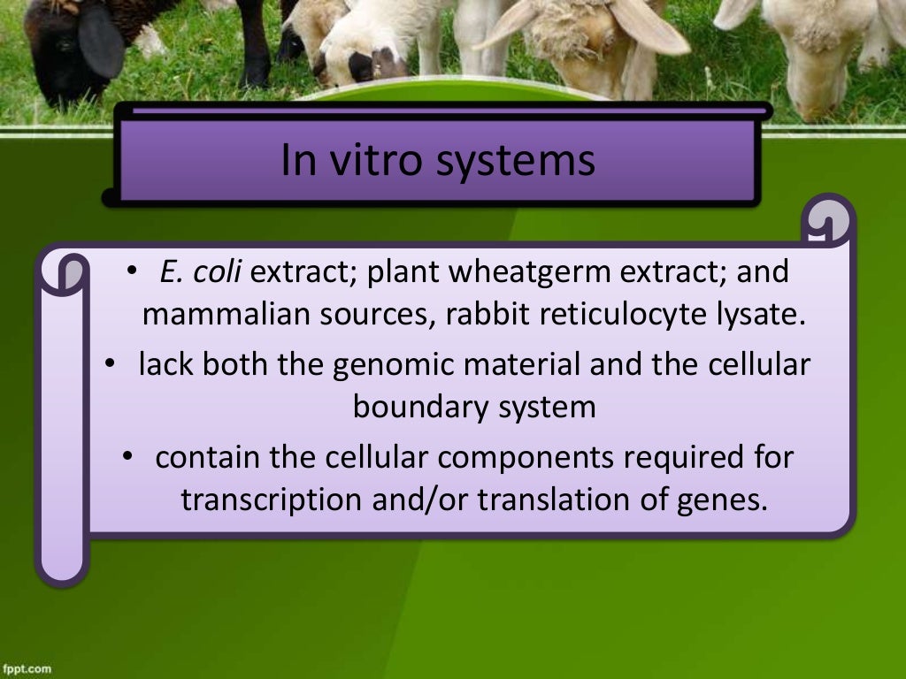 therapeutic proteins