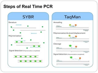 Steps of Real Time PCR
 