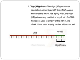 2.Oligo(dT) primers The oligo (dT) primers are
specially designed to amplify the mRNA. As we
know that the mRNA has a poly-A tail, the oligo
(dT) primers only bind to the poly-A tail of mRNA.
Hence it is used to amplify entire mDNA into
cDNA. It can even amplify smaller mRNAs as well.
 