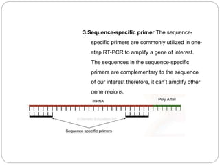 3.Sequence-specific primer The sequence-
specific primers are commonly utilized in one-
step RT-PCR to amplify a gene of interest.
The sequences in the sequence-specific
primers are complementary to the sequence
of our interest therefore, it can’t amplify other
gene regions.
 