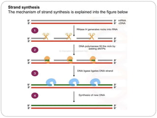 Strand synthesis
The mechanism of strand synthesis is explained into the figure below
 