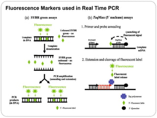 Fluorescence Markers used in Real Time PCR
 