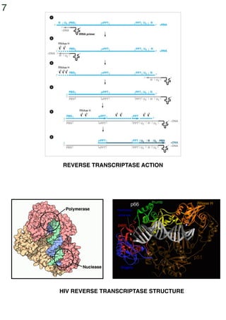 RTPCRpresentationAmanNanavatySlideShow.pdf