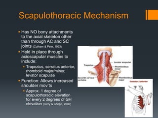 Scapiothorasic Muscles Reverse Total Shoulder Replacement: Anatomy, Rehabilitation, and ...