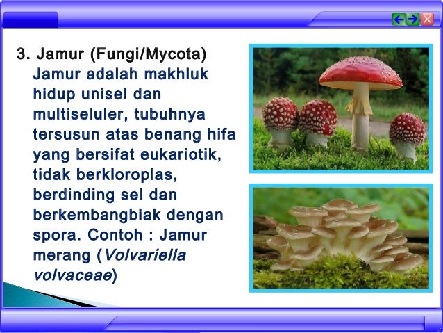 Ruang lingkup biologi