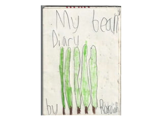 Ruaridh's bean diary