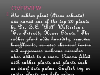 Rubber | PPT