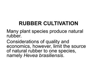 RUBBER CULTIVATION 
Many plant species produce natural 
rubber. 
Considerations of quality and 
economics, however, limit the source 
of natural rubber to one species, 
namely Hevea brasiliensis. 
 