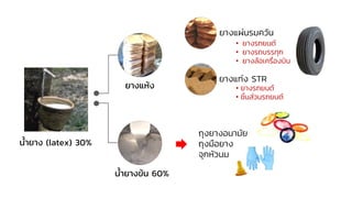 น้ายาง (latex) 30%
น้ายางข้น 60%
ยางแห้ง
ยางแผ่นรมควัน
ยางแท่ง STR
• ยางรถยนต์
• ยางรถบรรทุก
• ยางล้อเครื่องบิน
• ยางรถยนต์
• ชิ้นส่วนรถยนต์
ถุงยางอนามัย
ถุงมือยาง
จุกหัวนม
 
