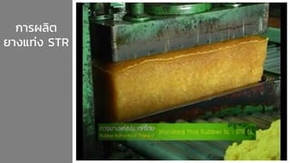 การผลิต
ยางแท่ง STR
 
