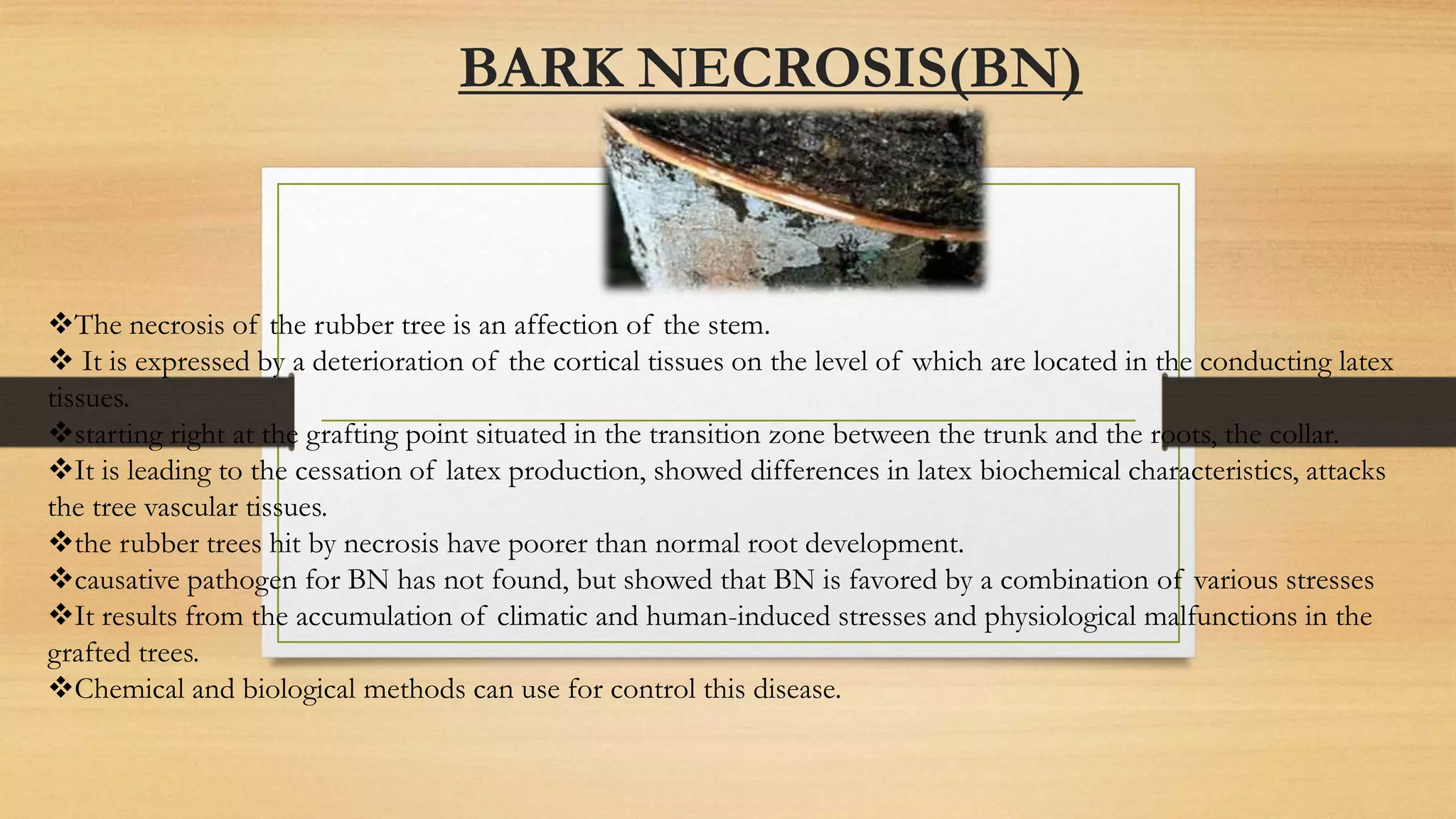 BARK NECROSIS(BN)
The necrosis of the rubber tree is an affection of the stem.
 It is expressed by a deterioration of the cortical tissues on the level of which are located in the conducting latex
tissues.
starting right at the grafting point situated in the transition zone between the trunk and the roots, the collar.
It is leading to the cessation of latex production, showed differences in latex biochemical characteristics, attacks
the tree vascular tissues.
the rubber trees hit by necrosis have poorer than normal root development.
causative pathogen for BN has not found, but showed that BN is favored by a combination of various stresses
It results from the accumulation of climatic and human-induced stresses and physiological malfunctions in the
grafted trees.
Chemical and biological methods can use for control this disease.
 