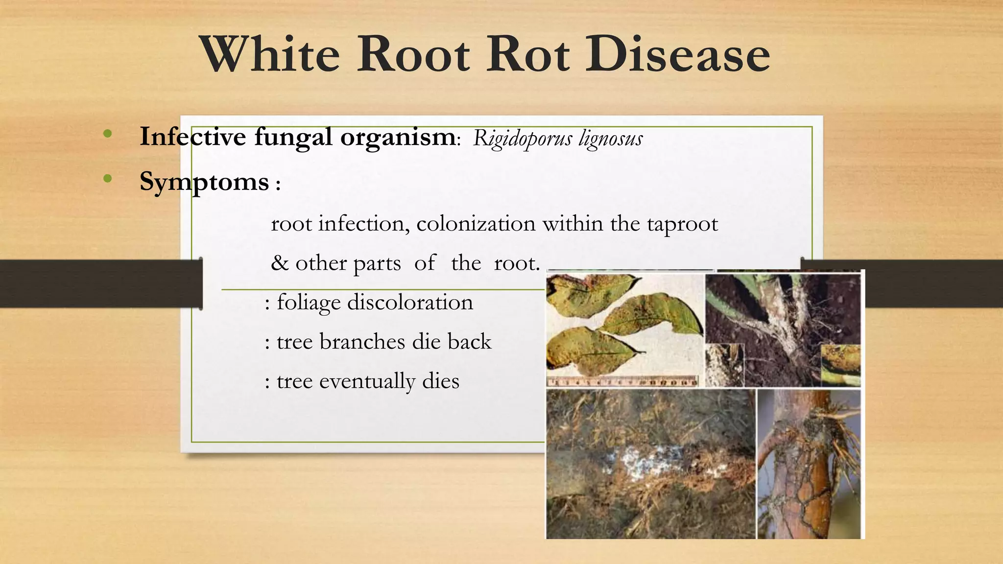White Root Rot Disease
• Infective fungal organism: Rigidoporus lignosus
• Symptoms :
root infection, colonization within the taproot
& other parts of the root.
: foliage discoloration
: tree branches die back
: tree eventually dies
 