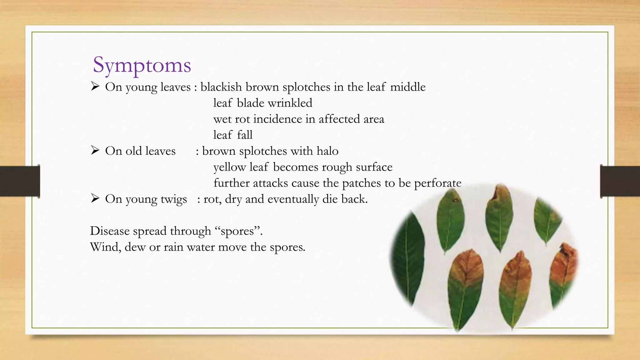 Symptoms
 On young leaves : blackish brown splotches in the leaf middle
leaf blade wrinkled
wet rot incidence in affected area
leaf fall
 On old leaves : brown splotches with halo
yellow leaf becomes rough surface
further attacks cause the patches to be perforate
 On young twigs : rot, dry and eventually die back.
Disease spread through “spores”.
Wind, dew or rain water move the spores.
 