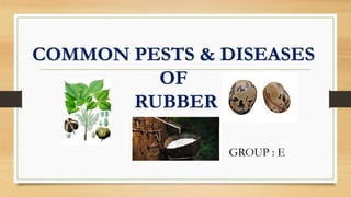 COMMON PESTS & DISEASES
OF
RUBBER
GROUP : E
 