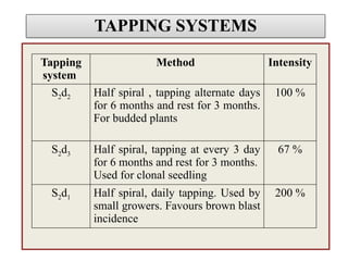 TAPPING SYSTEMS
Tapping
system
Method Intensity
S2d2 Half spiral , tapping alternate days
for 6 months and rest for 3 months.
For budded plants
100 %
S2d3 Half spiral, tapping at every 3 day
for 6 months and rest for 3 months.
Used for clonal seedling
67 %
S2d1 Half spiral, daily tapping. Used by
small growers. Favours brown blast
incidence
200 %
 