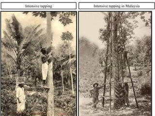 Intensive tapping Intensive tapping in Malaysia
 
