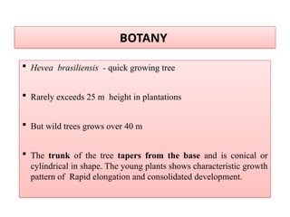  Hevea brasiliensis - quick growing tree
 Rarely exceeds 25 m height in plantations
 But wild trees grows over 40 m
 The trunk of the tree tapers from the base and is conical or
cylindrical in shape. The young plants shows characteristic growth
pattern of Rapid elongation and consolidated development.
BOTANY
 