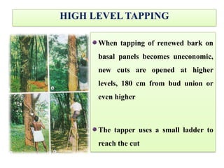 HIGH LEVEL TAPPING
When tapping of renewed bark on
basal panels becomes uneconomic,
new cuts are opened at higher
levels, 180 cm from bud union or
even higher
The tapper uses a small ladder to
reach the cut
 