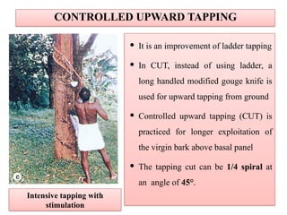 CONTROLLED UPWARD TAPPING
 It is an improvement of ladder tapping
 In CUT, instead of using ladder, a
long handled modified gouge knife is
used for upward tapping from ground
 Controlled upward tapping (CUT) is
practiced for longer exploitation of
the virgin bark above basal panel
 The tapping cut can be 1/4 spiral at
an angle of 45°.
Intensive tapping with
stimulation
 