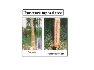 Puncture tapped tree
 
