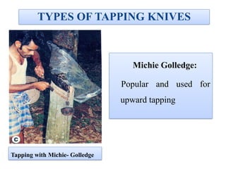 TYPES OF TAPPING KNIVES
Michie Golledge:
Popular and used for
upward tapping
Tapping with Michie- Golledge
 
