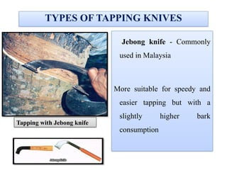 TYPES OF TAPPING KNIVES
Jebong knife - Commonly
used in Malaysia
More suitable for speedy and
easier tapping but with a
slightly higher bark
consumption
Tapping with Jebong knife
 