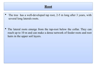 The tree has a well-developed tap root, 2-5 m long after 3 years, with
several long laterals roots.
 The lateral roots emerge from the tap-root below the collar. They can
reach up to 10 m and can make a dense network of feeder roots and root
hairs in the upper soil layers.
Root
 