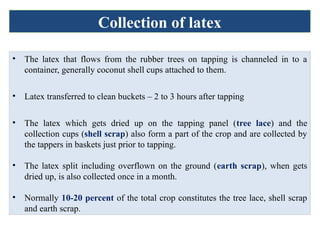 Collection of latex
• The latex that flows from the rubber trees on tapping is channeled in to a
container, generally coconut shell cups attached to them.
• Latex transferred to clean buckets – 2 to 3 hours after tapping
• The latex which gets dried up on the tapping panel (tree lace) and the
collection cups (shell scrap) also form a part of the crop and are collected by
the tappers in baskets just prior to tapping.
• The latex split including overflown on the ground (earth scrap), when gets
dried up, is also collected once in a month.
• Normally 10-20 percent of the total crop constitutes the tree lace, shell scrap
and earth scrap.
 