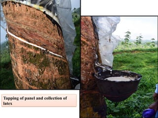 Tapping of panel and collection of
latex
 