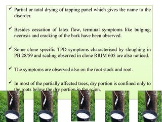  Partial or total drying of tapping panel which gives the name to the
disorder.
 Besides cessation of latex flow, terminal symptoms like bulging,
necrosis and cracking of the bark have been observed.
 Some clone specific TPD symptoms characterised by sloughing in
PB 28/59 and scaling observed in clone RRIM 605 are also noticed.
 The symptoms are observed also on the root stock and root.
 In most of the partially affected trees, dry portion is confined only to
the roots below the dry portion in the scion.
 