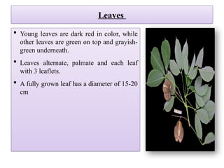 Leaves
 Young leaves are dark red in color, while
other leaves are green on top and grayish-
green underneath.
 Leaves alternate, palmate and each leaf
with 3 leaflets.
 A fully grown leaf has a diameter of 15-20
cm
 
