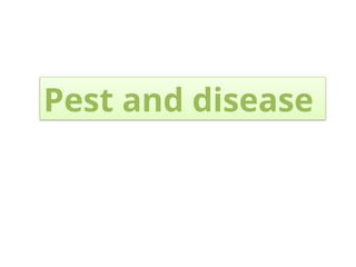 Pest and disease
 