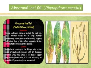Abnormal leaf fall (Phytopthora meadii)
 