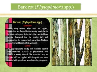 Bark rot (Phytophthora spp.)
 