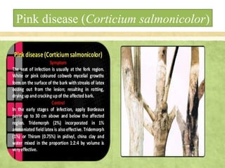 Pink disease (Corticium salmonicolor)
 