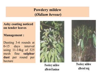 Ashy coating noticed
on tender leaves
Management :
Dusting 3-6 rounds at
0-15 days interval
using 11-14kg of 325
mesh fine sulphur
dust per round per
hectare
Powdery mildew
(Oidium heveae)
 