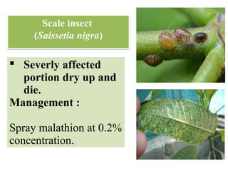  Severly affected
portion dry up and
die.
Management :
Spray malathion at 0.2%
concentration.
Scale insect
(Saissetia nigra)
 