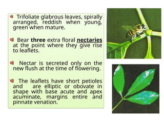 Trifoliate glabrous leaves, spirally
arranged, reddish when young,
green when mature.
Bear three extra floral nectaries
at the point where they give rise
to leaflets.
Nectar is secreted only on the
new flush at the time of flowering.
The leaflets have short petioles
and are elliptic or obovate in
shape with base acute and apex
acuminate, margins entire and
pinnate venation.
 