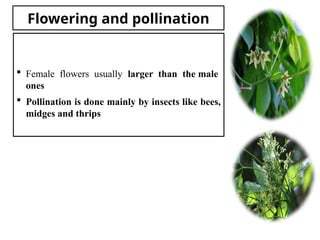  Female flowers usually larger than the male
ones
 Pollination is done mainly by insects like bees,
midges and thrips
Flowering and pollination
 