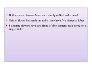  Both male and female flowers are shortly stalked and scented
 Neither flower has petals but rather, they have five triangular lobes
 Staminate flowers have two rings of five stamens each borne on a
single stalk
 