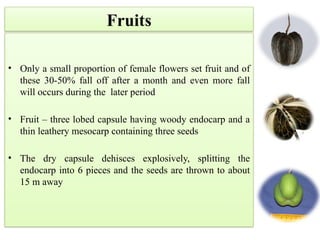 Fruits
• Only a small proportion of female flowers set fruit and of
these 30-50% fall off after a month and even more fall
will occurs during the later period
• Fruit – three lobed capsule having woody endocarp and a
thin leathery mesocarp containing three seeds
• The dry capsule dehisces explosively, splitting the
endocarp into 6 pieces and the seeds are thrown to about
15 m away
 
