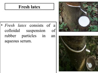 Fresh latex
• Fresh latex consists of a
colloidal suspension of
rubber particles in an
aqueous serum.
 