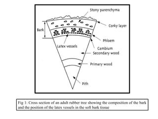 Fig 1: Cross section of an adult rubber tree showing the composition of the bark
and the position of the latex vessels in the soft bark tissue
 