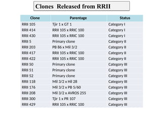 Clone Parentage Status
RRII 105 Tjir 1 x GT 1 Category I
RRII 414 RRII 105 x RRIC 100 Category I
RRII 430 RRII 105 x RRIC 100 Category I
RRII 5 Primary clone Category II
RRII 203 PB 86 x Mil 3/2 Category II
RRII 417 RRII 105 x RRIC 100 Category II
RRII 422 RRII 105 x RRIC 100 Category II
RRII 50 Primary clone Category III
RRII 51 Primary clone Category III
RRII 52 Primary clone Category III
RRII 118 Mil 3/2 x Hil 28 Category III
RRII 176 Mil 3/2 x PB 5/60 Category III
RRII 208 Mil 3/2 x AVROS 255 Category III
RRII 300 Tjir 1 x PR 107 Category III
RRII 429 RRII 105 x RRIC 100 Category III
Clones Released from RRII
 