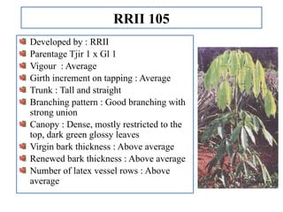 RRII 105
Developed by : RRII
Parentage Tjir 1 x Gl 1
Vigour : Average
Girth increment on tapping : Average
Trunk : Tall and straight
Branching pattern : Good branching with
strong union
Canopy : Dense, mostly restricted to the
top, dark green glossy leaves
Virgin bark thickness : Above average
Renewed bark thickness : Above average
Number of latex vessel rows : Above
average
 