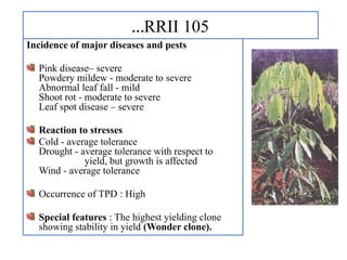 …RRII 105
Incidence of major diseases and pests
Pink disease– severe
Powdery mildew - moderate to severe
Abnormal leaf fall - mild
Shoot rot - moderate to severe
Leaf spot disease – severe
Reaction to stresses
Cold - average tolerance
Drought - average tolerance with respect to
yield, but growth is affected
Wind - average tolerance
Occurrence of TPD : High
Special features : The highest yielding clone
showing stability in yield (Wonder clone).
 
